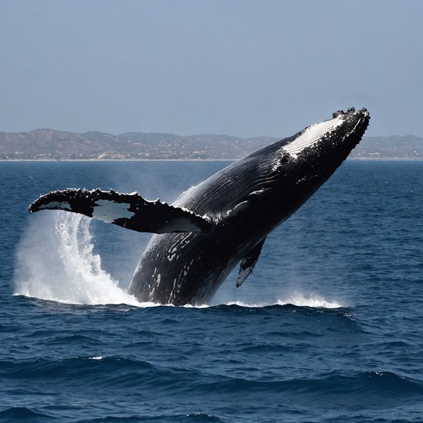 Quels sont les meilleurs spots pour observer les baleines à bosse au Mexique?