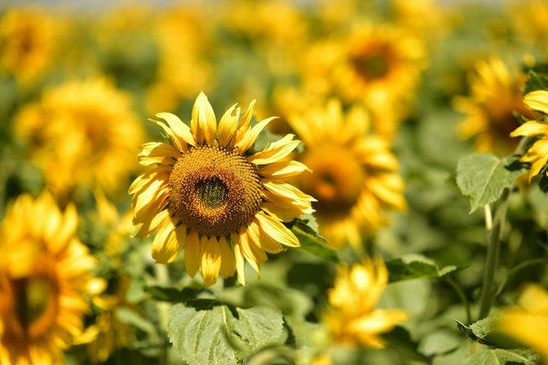 Voyage Écosse : parcourez les paysages enchanteurs